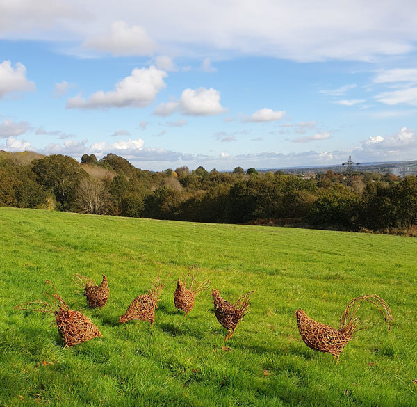 Willow chicken