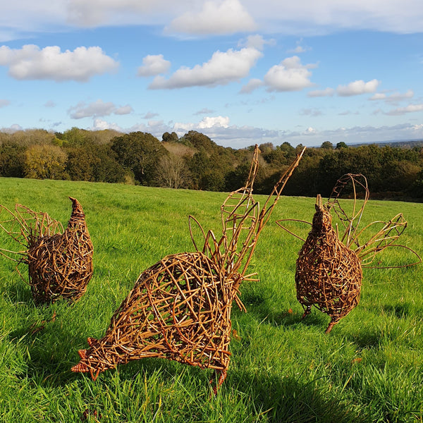 Willow chicken